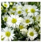 White Aster Flowering Plants