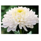 White Chrysanthemum Flowering Plants