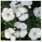 White Dianthus Flowering Plants
