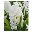 White Hyacinthus Flower Bulbs
