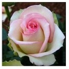White Pink Rose Flowering Plants