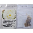 White Plumeria Frangipani Kathalichapa Seeds