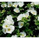 White Portulaca Oleracea Succulent Plants