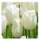 White Tulip Flower Bulbs