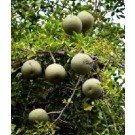 Wood Apple Live Indian Garden Plants