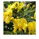 Yellow Caesalpinia Pulcherrima Flowering Plants