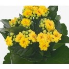 Yellow Kalanchoe Succulent Plants