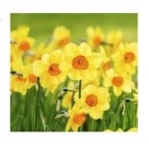Yellow Miniature Daffodil Flower Bulbs
