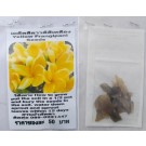 Yellow Plumeria Frangipani Kathalichapa Seeds