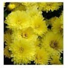 Yellow Chrysanthemum Flowering Plants