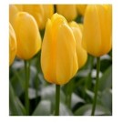 Yellow Tulip Flower Bulbs