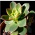 Aeonium Decorum Tricolor Succulent Plants