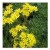 Aeonium Simsii Sweet Stearn Succulent Plants