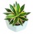 Agave Lophantha Ghaypat Succulent Plants
