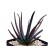 Aloe Black Beauty Succulent Plants