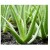 Aloe Vera Succulent Plants 