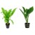 Amazon Sword Plants