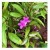Pseuderanthemum Laxiflorum Flowering Plants