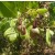 Anacardium Occidentale Live Indian Garden Plants