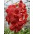 Ascocenda Orchid Plants AMB1047