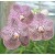 Ascocenda Orchid Plants AMB1050