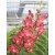 Ascocenda Orchid Plants AMB1052