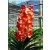 Ascocenda Orchid Plants AMB1053
