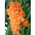 Ascocenda Orchid Plants AMB1055