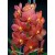 Ascocenda Orchid Plants AMB1062