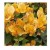 Bougainvillea Golden Flowering Plants