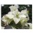 Bougainvillea White Flowering Plants