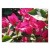 Bougainvillea Pink Flowering Plants