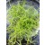 BYBLIS GUEHOI Carnivorous Plants