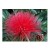 Calliandra Haematocephala Flowering Plants