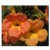 Campsis Grandiflora Flowering Plants