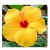 Exotic Yellow Hibiscus Flowering Plants