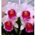 Cattleya Orchids Plants CMB1136