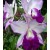 Cattleya Orchids Plants CMB1137