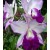 Cattleya Orchids Plants CMB1137