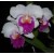 Cattleya Orchids Plants CMB1138