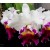 Cattleya Orchids Plants CMB1140
