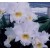 Cattleya Orchids Plants CMB1141