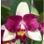 Cattleya Orchids Plants CMB1143
