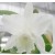 Cattleya Orchids Plants CMB1145