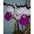 Cattleya Orchids Plants CMB1146