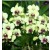 Cattleya Orchids Plants CMB1151