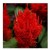 Celosia Red Flowering Plants
