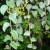 Cissus Rotundifolia Succulent Plants