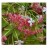 Combretum Indicum Flowering Plants