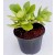 Crassula Cultrata Succulent Plants